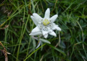 “Leontopodium alpinum” (Edelweiss, Flor de las nieves)